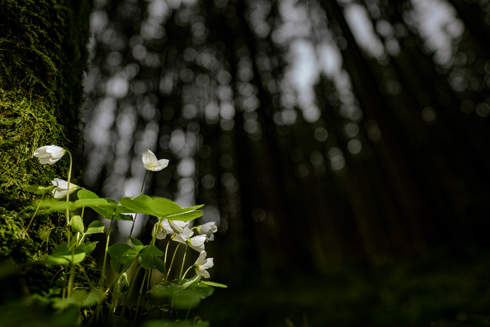 Platz 11 Robert Seitz